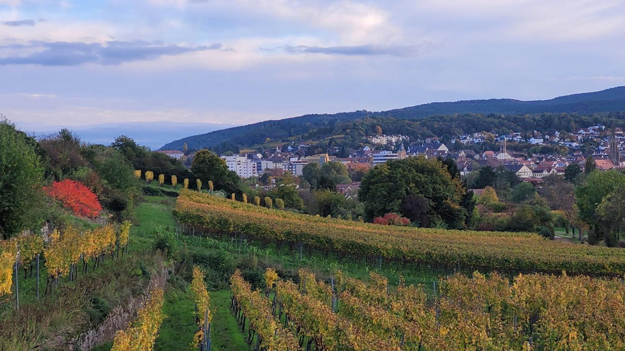 Ihr Bett Mit Blick Auf Die Weinberge 바트두르크하임 외부 사진